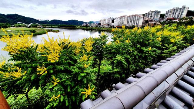 울산 태화루 절벽 앞 모감주나무꽃. 울산시 제공