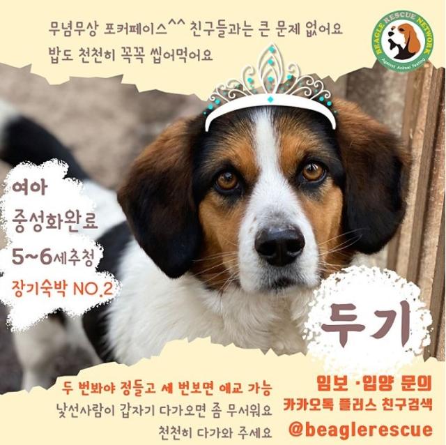 비글구조네트워크가 제작한 두기 소개 이미지. 비글구조네트워크 제공