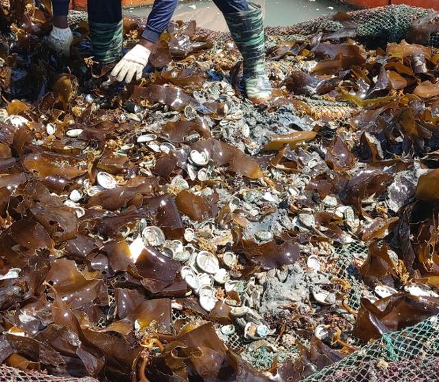 진도군에 집중 호우로 전복 1,500여 마리가 폐사했다. 진도군 제공