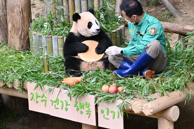 20일 오전 경기도 용인 에버랜드 판다월드에서 첫 생일을 맞은 아기판다 '푸바오'가 돌잡이를 하고 있다. 에버랜드는 국내 최초 자연번식으로 탄생한 아기판다 푸바오의 생일을 기념해 고객들과 함께하는 '해피 판다 위크'를 7월 한달간 진행한다. 뉴시스