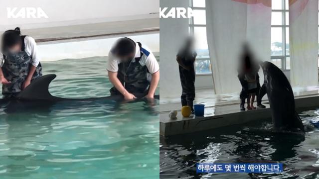 6월 초 마린파크를 방문해 화순이의 상태를 확인한 동물권행동 카라가 공개한 영상. 화순이는 여전히 관람객들에게 만지기 체험, 지느러미 붙잡고 헤엄치기 체험에 동원되고 있으며, 체험 프로그램이 끝나면 아무 의지가 없다는 듯 수면 위에 가만히 둥둥 떠 있다. 카라 유튜브 캡처