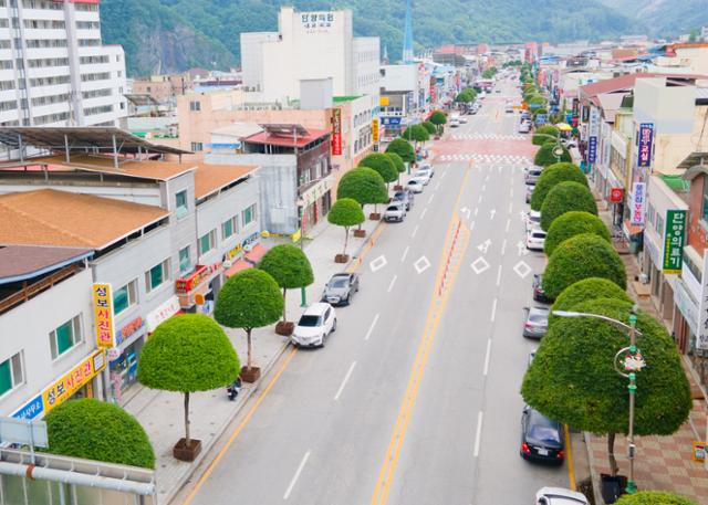 충북 단양군 단양읍내에 조성된 복자기 가로수. 버섯 같은 독특한 모양이 눈길을 끈다. 단양군 제공