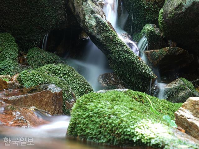 데미샘으로 가는 계곡의 돌덩이는 이끼를 잔뜩 머금고 있다. 가물어도 마르지 않는 계곡이다.