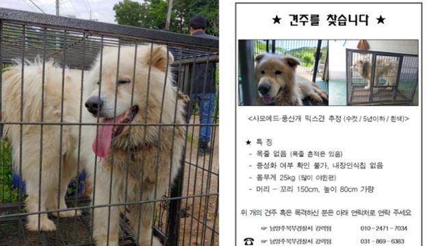 경기 남양주시 야산 입구에서 50대 여성을 물어 숨지게 한 개(왼쪽)와 개의 보호자를 찾는 전단지. 연합뉴스