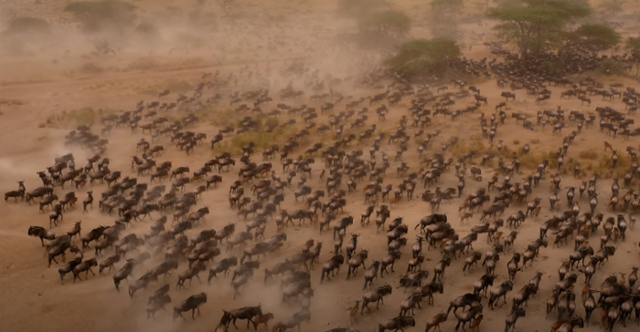 이종열 감독의 유튜브 채널 '아프리카 세렝게티(Africa Serengeti)'에 공개된 영화, '세렝게티'에 등장하는 누떼. 누떼는 물과 풀을 찾아 먼 거리를 이동한다. 사자 같은 포식자들은 이 길목에 터를 잡고 살아 왔다. 유튜브 캡처