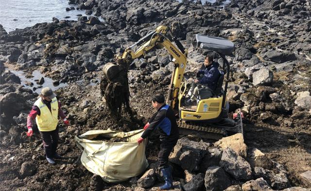 지난 2월 22일 제주시 용담해안변에서 용담2동 관계자들이 장비를 이용해 괭생이모자반을 수거하고 있다. 제주시 제공