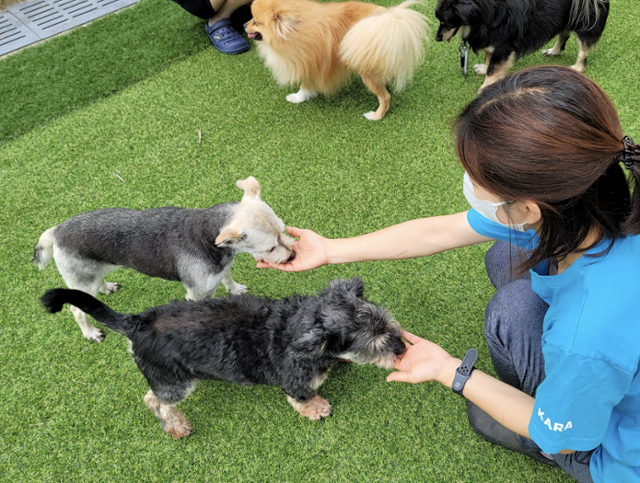 경기 파주시 카라 더봄 센터에서 관계자가 구조된 유기동물들을 돌보고 있다. 카라 더봄 센터는 안락사를 시행하지 않는 보호소로 유명하다. 카라 더봄 센터 제공