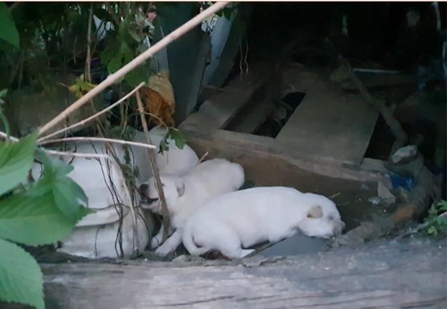 엄마개가 먹이 활동을 하러 간 사이 남겨진 강아지들. 동물자유연대 제공