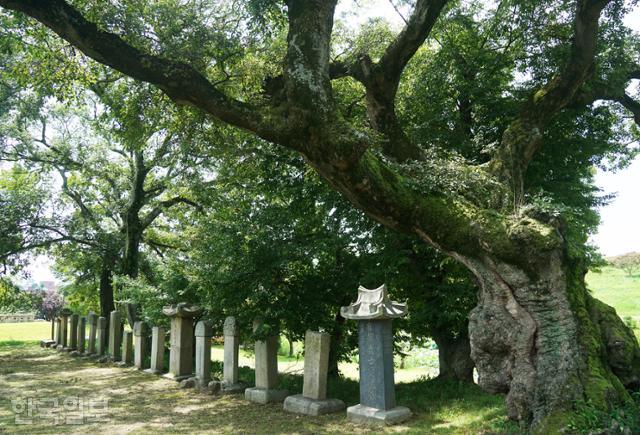 무장읍성 객사 앞 팽나무 군락 아래에 역대 수령의 선정비가 나란히 놓여 있다.