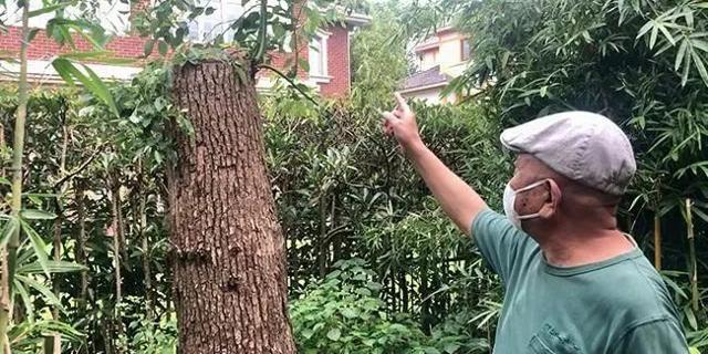 '내 돈 내 산' 나무 잘랐다고 벌금 2500만 원 내라니 - Vimarsana News