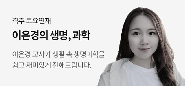 얼룩이 옥수수의 비밀, 엉뚱한 위치로 옮겨 다니는 전이인자 - Vimarsana News