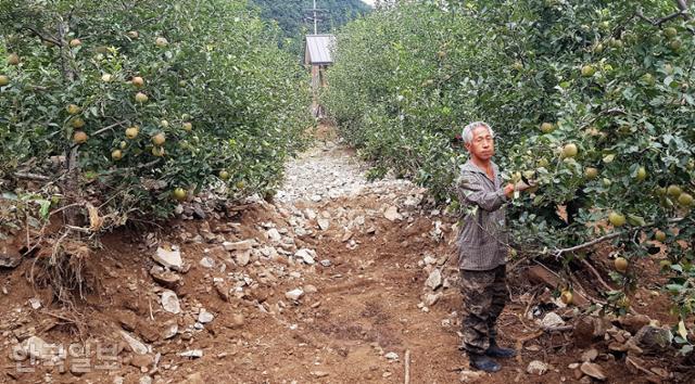 경북 포항시 북구 죽장면 봉계리 주민 강명호(62)씨가 지난달 31일 태풍 오마이스가 몰고 온 폭우와 함께 떠내려 온 돌들로 뒤덮인 사과밭에서 애써 키운 사과나무를 매만지고 있다. 김정혜 기자