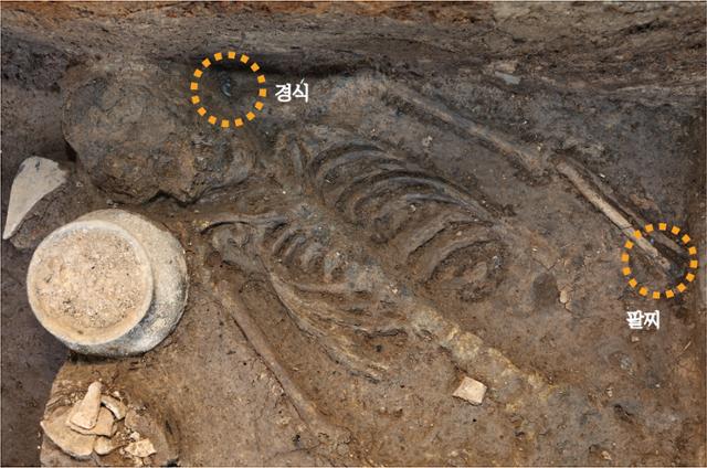 국립경주문화재연구소가 월성 서성벽 문지(門址·문터) 주변 발굴조사를 통해 4세기 중엽에 인신공희로 희생된 성인 여성 인골 등을 출토했다고 7일 밝혔다. 사진은 경주 월성에서 나온 성인 여성 인골. 연합뉴스