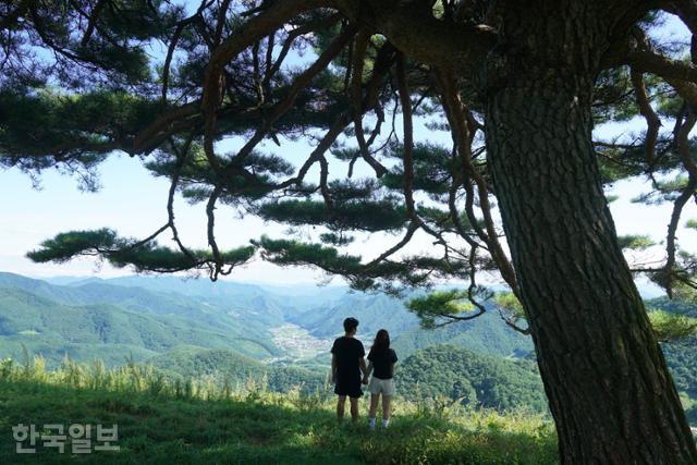 산너미목장 정상부의 소나무 포토존. 미탄면 소재지와 일대 산세가 시원하게 펼쳐진다.