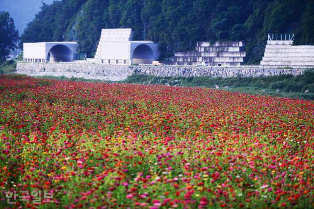 붉은 물결로 뒤덮인 평창강 둔치의 백일홍 축제장.