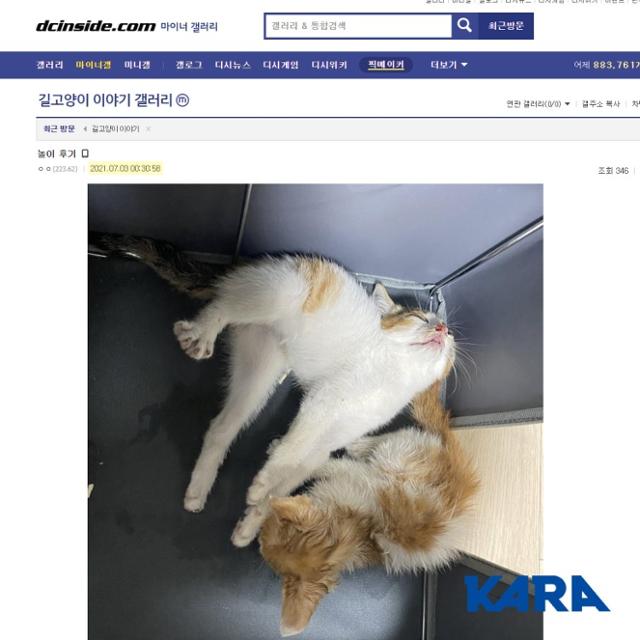 학대자가 학대 과정을 중계하듯 올린 사진 중 하나. 고양이 한 마리는 아예 목이 꺾여 있다. 카라 제공