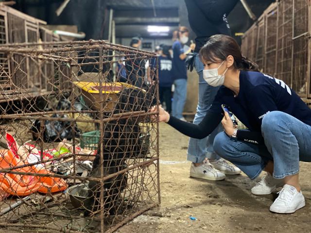 경기 의정부시 신곡동 도살장에서 카라 활동가가 철망 안에 있는 써니를 바라보고 있다. 카라 제공