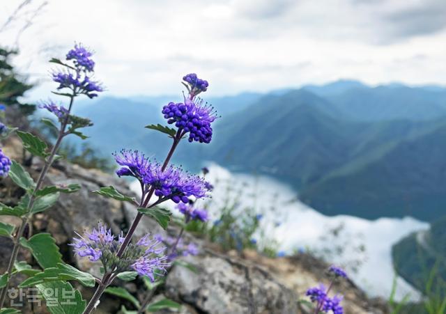 운암산 등산로 주변 바위 절벽에 뿌리 내린 층꽃나무.