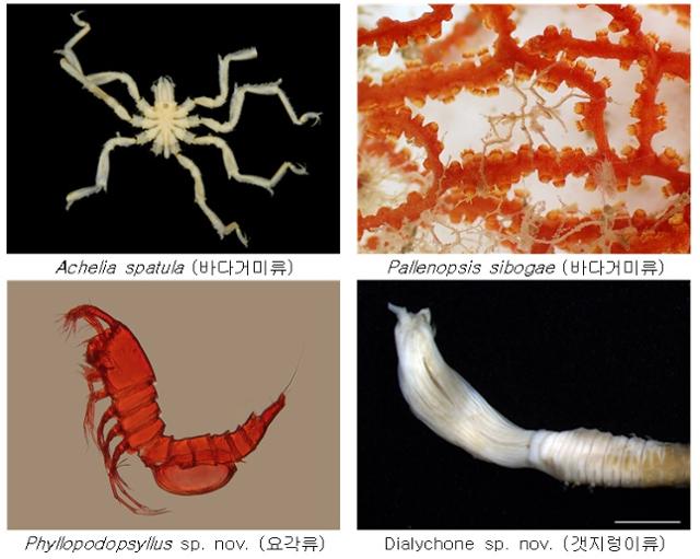 탐사 서식지 대상 동물자원 조사로 발견된 수중 생물들. 국립생물자원관 제공