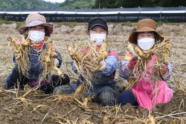 경북 영주시 풍기인삼밭에서 인삼을 채굴한 주부들이 인삼을 들고 기뻐하고 있다. 영주시 제공