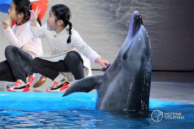 동료들이 바다로 돌아갈 때.. 쇼장에 남겨진 돌고래 '비봉이'의 사연 - Vimarsana News