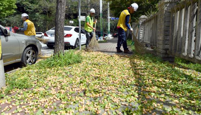 27일 오후 광주 서구 금호동 가로수길에서 서구청 공원녹지과 직원들이 땅으로 떨어진 은행열매를 수거하고 있다. 뉴시스