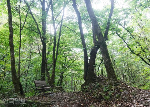 양양 구룡령 아래 갈천약수 가는 계곡 탐방로. 단풍나무가 많아 가을이 깊을수록 화려함을 더할 듯하다.