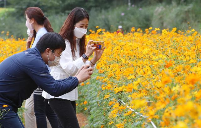 5일 오전 서울 서초구 양재동 양재천 수변무대 인근에 조성된 코스모스 꽃밭 사이로 산책나온 시민들이 가을을 만끽하고 있다. 뉴스1