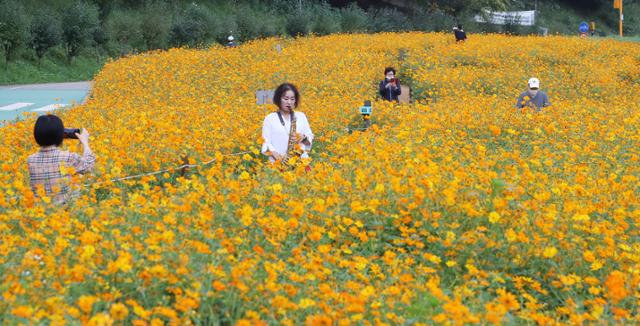 5일 오전 서울 서초구 양재동 양재천 수변무대 인근에 조성된 코스모스 꽃밭 사이로 산책나온 시민들이 가을을 만끽하고 있다. 뉴스1