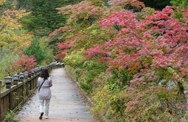 단풍이 물들기 시작한 월정사. 평창=연합뉴스