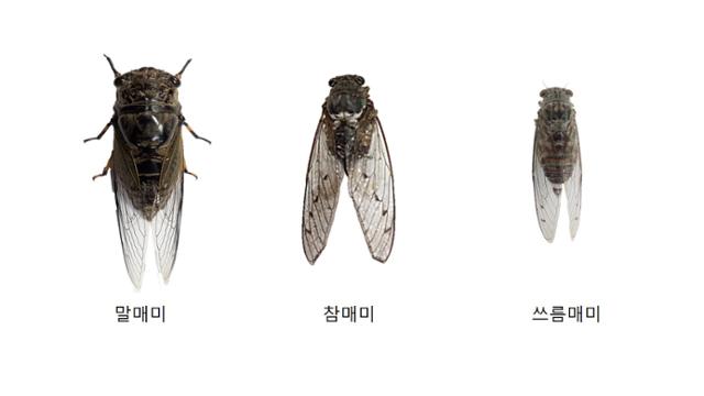 여름철 매미 울음소리가 큰 종으로 지목된 말매미와 참매미, 쓰름매미. 서울시 제공