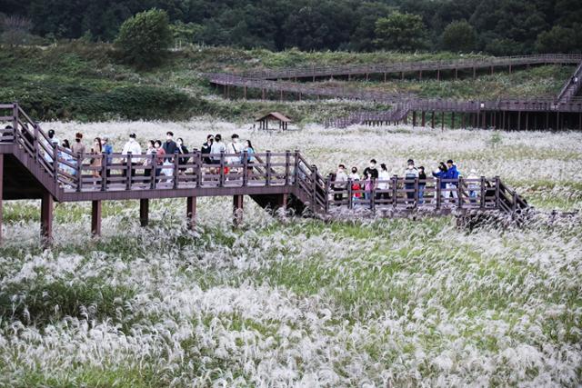 억새꽃이 만발한 대명유수지. ⓒ박준규