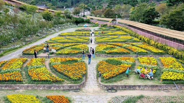 13일 경남 산청군 동의보감촌 한방약초테마공원을 찾은 관람객들이 활짝 핀 구절초 단지를 걷고 있다. 산청군 제공