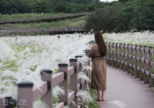 하얀 억새 물결로 뒤덮인 대구 대명유수지. ⓒ박준규