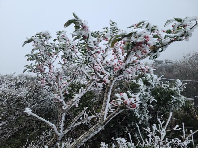 17일 제주 한라산에서 관측된 상고대. 기상청 제공