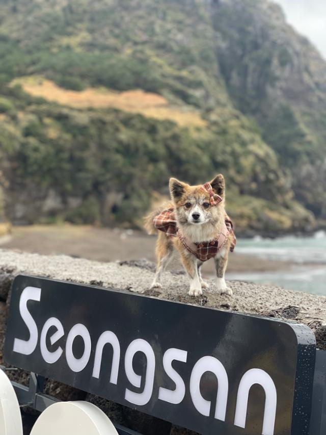 구미와 함께 제주도 여행 중~