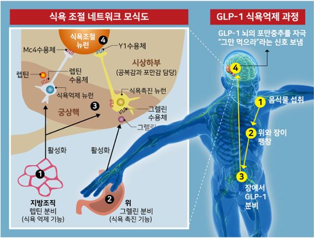 glp 1 up GLP-1 Up