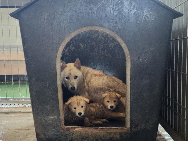 천연기념물 진돗개도 돈 안 되면 유기견 보호소 간다