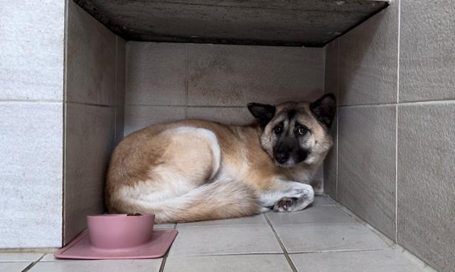 고양이 습격한 '들개'라 낙인 찍혔지만.. 바라는 것은 조용한 '평화'