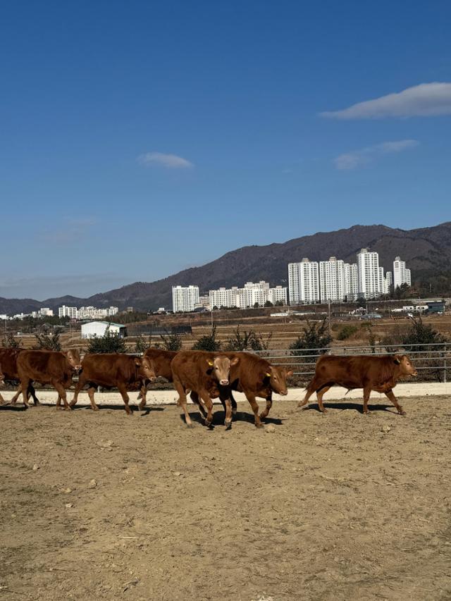 넓은 축사, 유기농 사료, 그리고 운동장…땅끝마을 해남에는 한우 낙원이 있다 