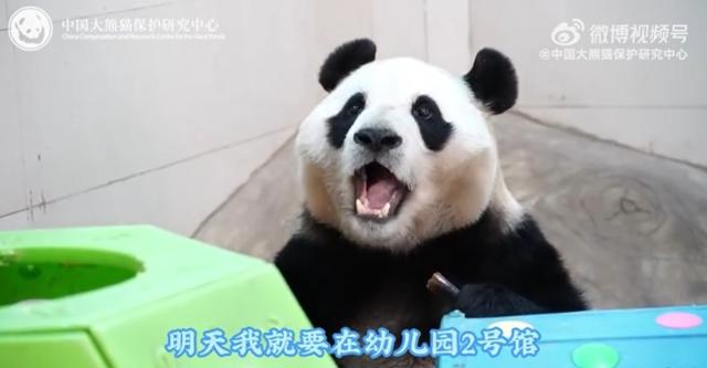Fu Bao eats bamboo in a video released by the China Conservation and Research Center for the Giant Panda on Monday. Captured from Weibo