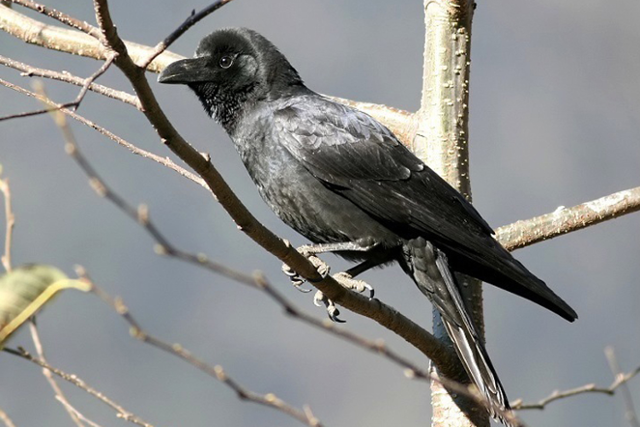 Large-billed crow / Courtesy of the Environment Ministry