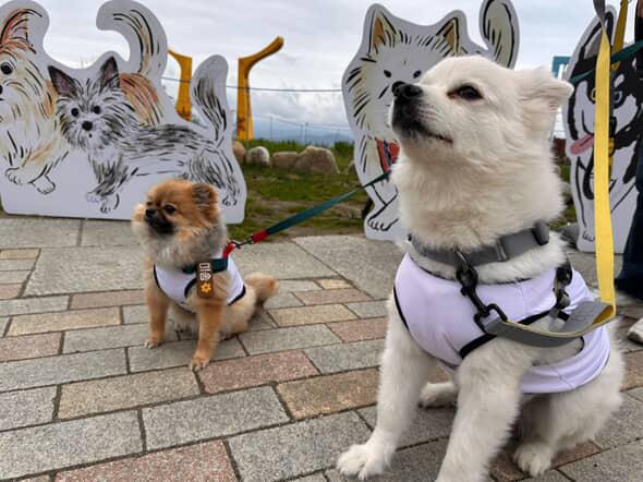 Misong and Arong, Ahn’s dogs, sit side by side during a dog trekking event held last year. Courtesy of Ahn