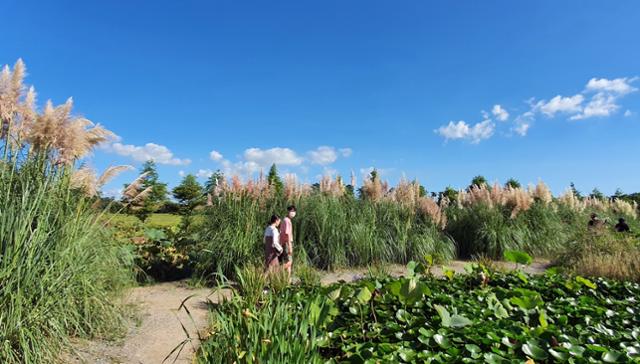 Pampas grass grows taller than adult visitors at Cheongsan Arboretum in Taean, South Chungcheong Province. Yonhap