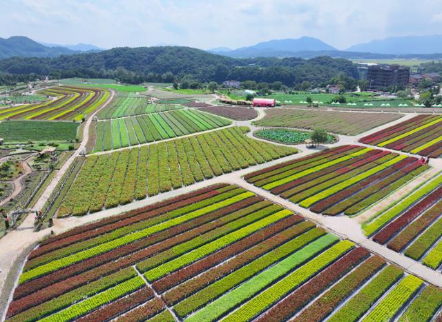 Goseokjeong flower garden in Cheorwon, Gangwon Province, awaits visitors a day before its autumn opening in August. Yonhap