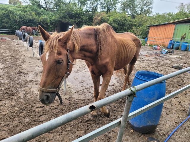 A severely underweight horse found at a farm in Gongju, South Chungcheong Province / Courtesy of Beagle Rescue Network