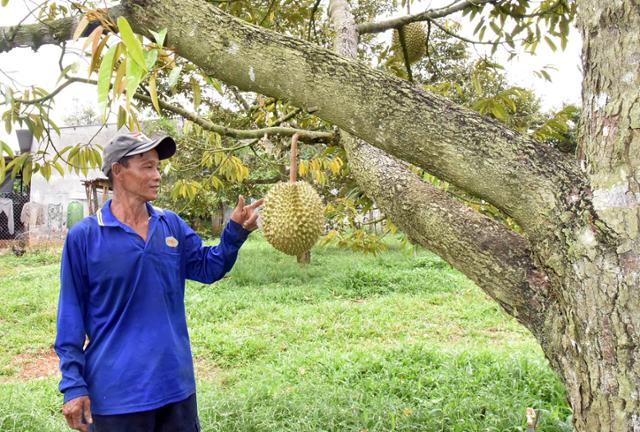A worker inspects a durian at a farm in Tan Phu, Dong Nai province, Vietnam. Hankook Ilbo