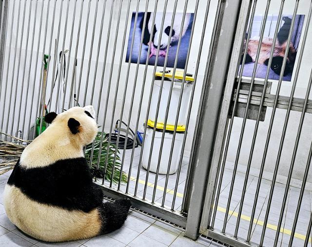 Fu Bao stays in her indoor enclosure for quarantine and health checks ahead of her return to China in this March 2024 photo. Courtesy of Everland