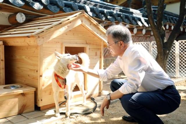 Former President Moon Jae-in pets Gomi, a Pungsan dog, at the presidential residence in Seoul in this November 2018 photo. Yonhap