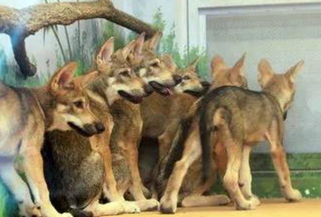 Wolf escapes Daejeon zoo, opening halted as authorities launch search